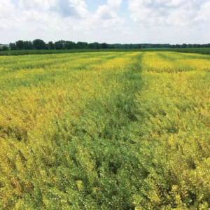 Heavy Fuel & Feedstocks